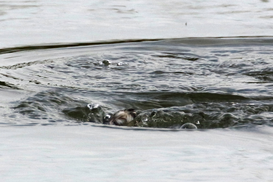 Monster van Loch Ness - Vogels - 