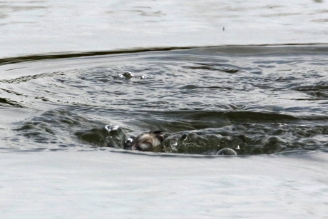 Monster van Loch Ness