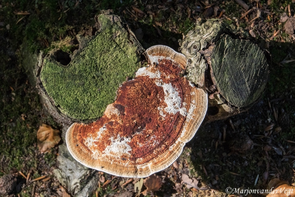 Mooi rood - Schimmels - paddenstoel