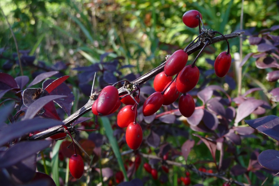 Mooi rood - Planten - 