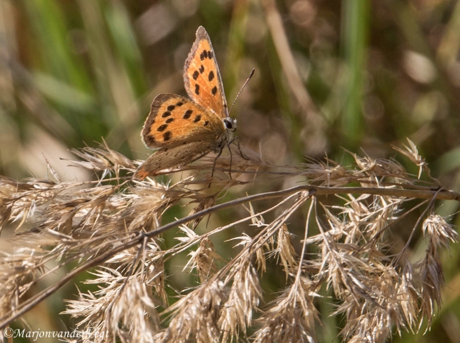Mooie dame - Geleedpotigen - vuurvlinder