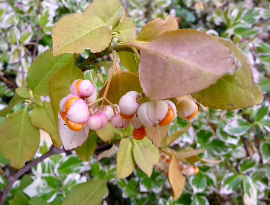 Japanse kardinaalsmuts - Planten - 