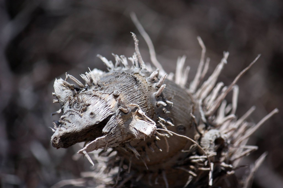 Murenen in het bos - Overig - Buttonwood (mangrove)