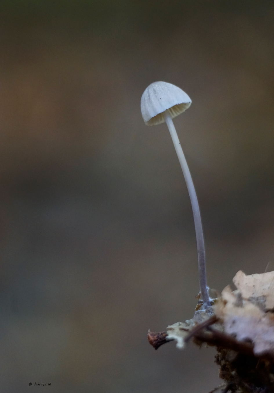 Mycena - Schimmels - 