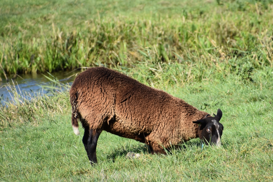 Even op de knieën. - Zoogdieren - 
