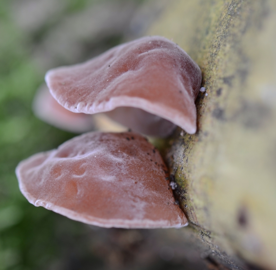 Twee horen meer dan één - Schimmels - Echt Judasoor