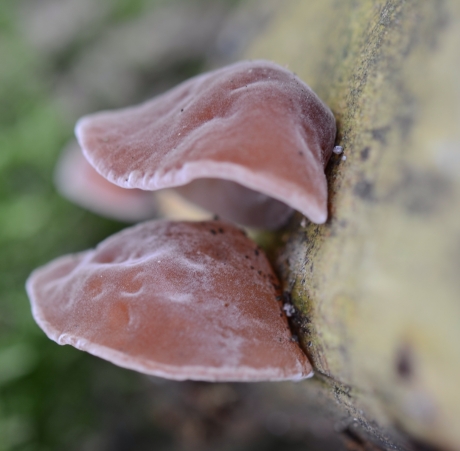 Twee horen meer dan één