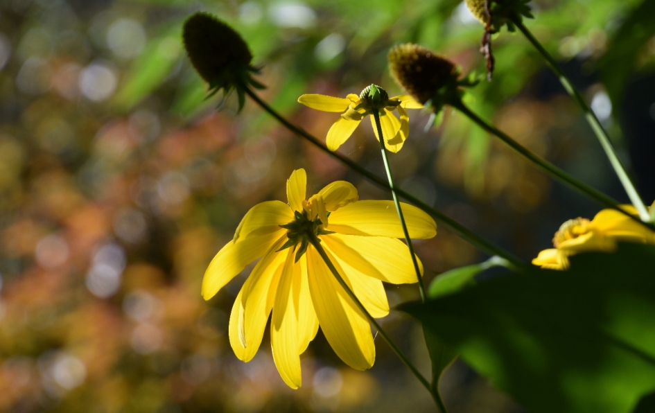 Najaarszon - Planten - 