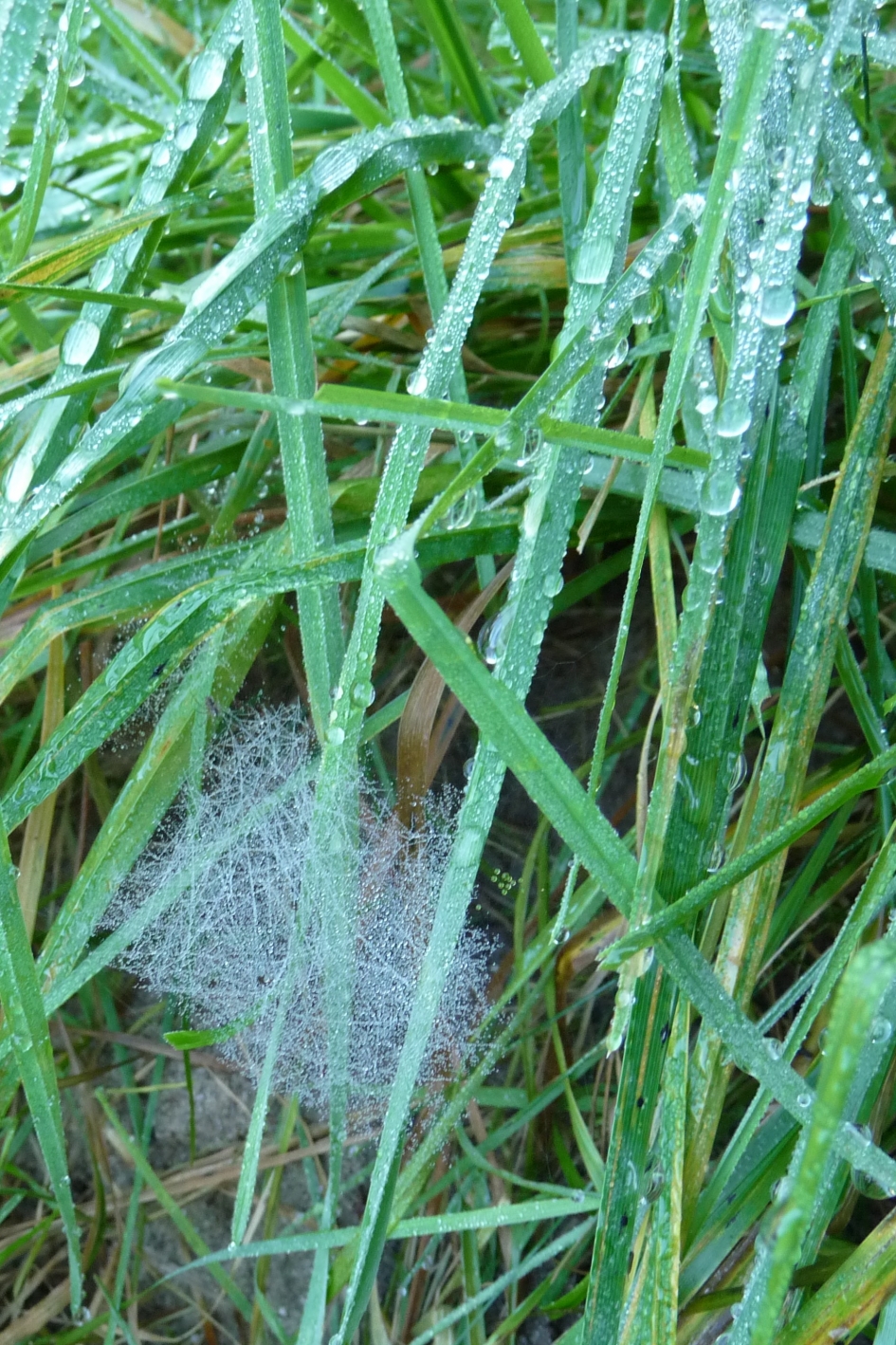 Nat gras - Planten - 