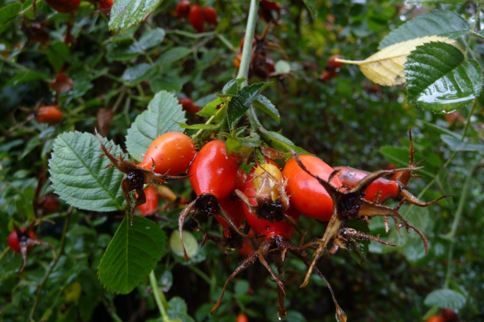 Natte bottels - Planten - 