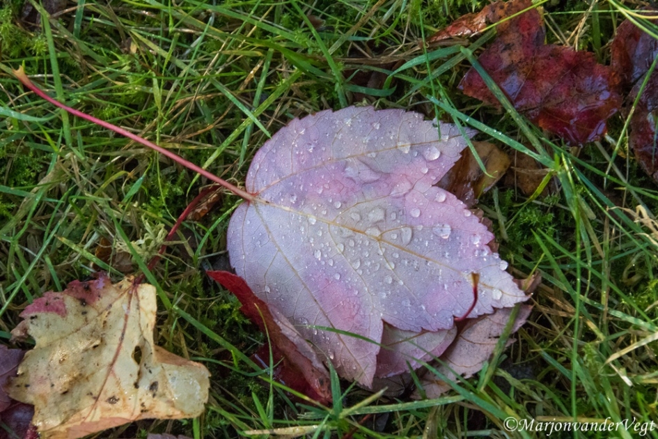 Natte ochtend - Planten - blad