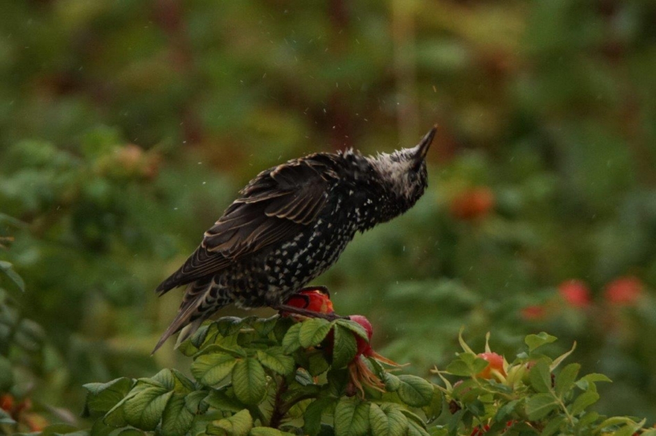 Natte Spreeuw - Vogels - Spreeuw