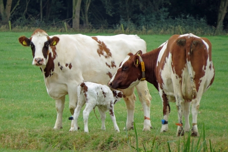 Net geboren, nog even bij moeder