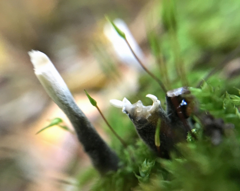 Net stokjes - Schimmels - 