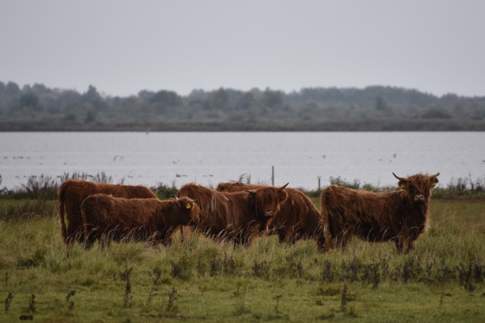 Nieuwsgierig - Zoogdieren - 