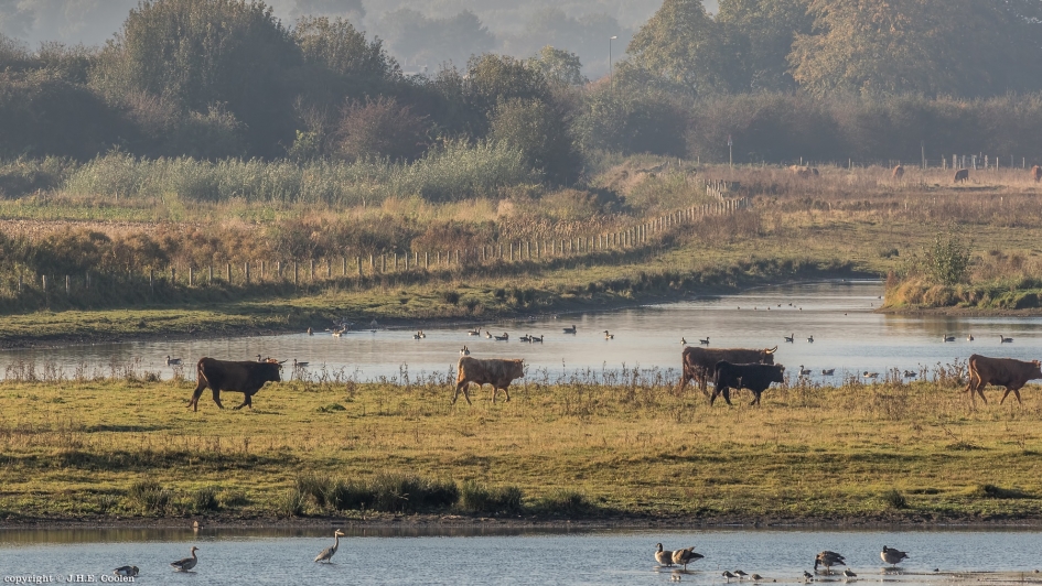 Nog drukker - Weer en landschap - 