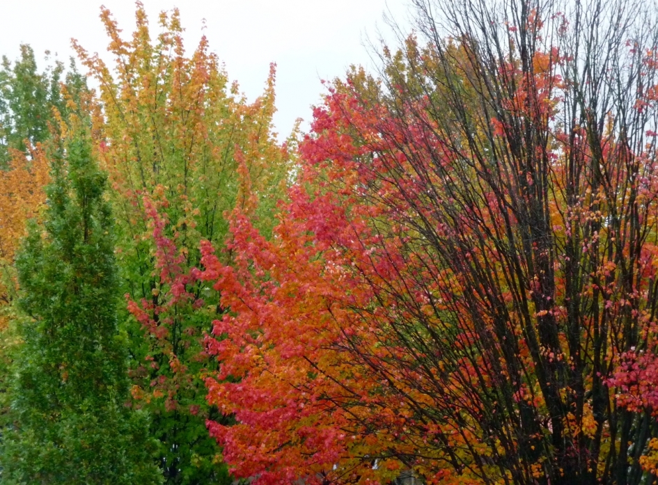 Nog eentje.. - Planten - 