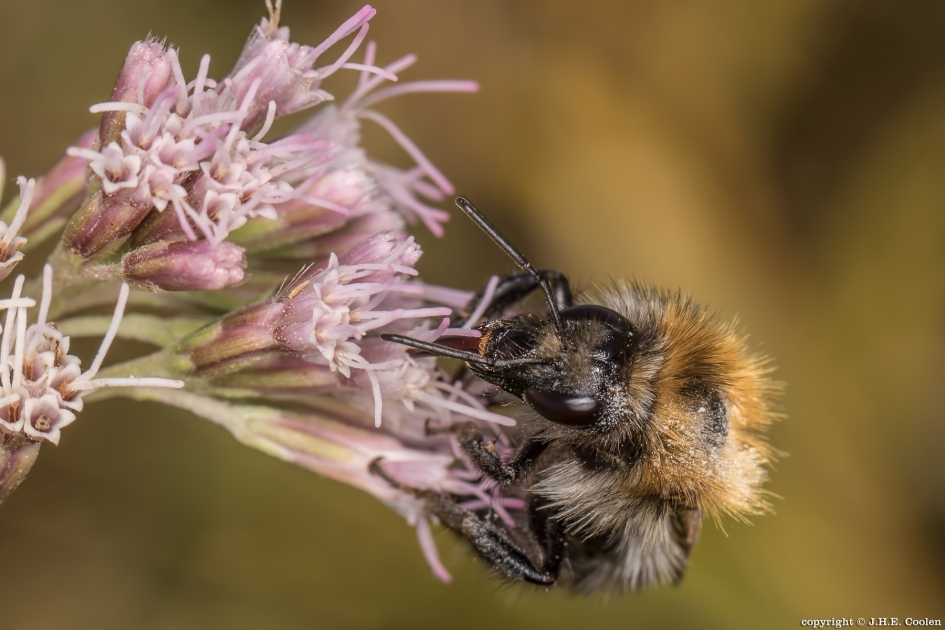 Nog even - Geleedpotigen - Hommel
