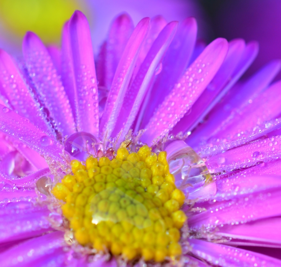 Nog meer druppels - Planten - Herfstaster