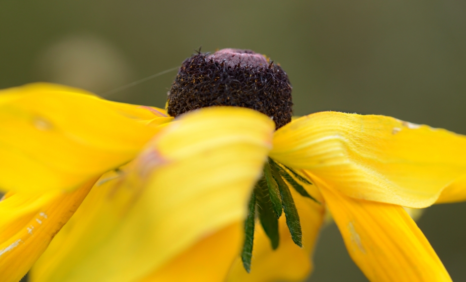 Nog steeds bloemen - Planten - 