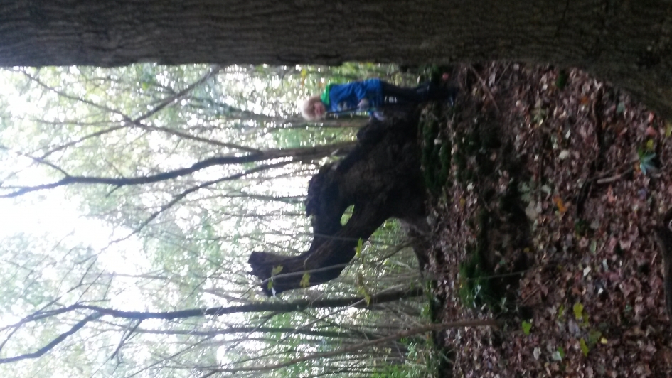 olifantje in het bos - Zoogdieren - olifant