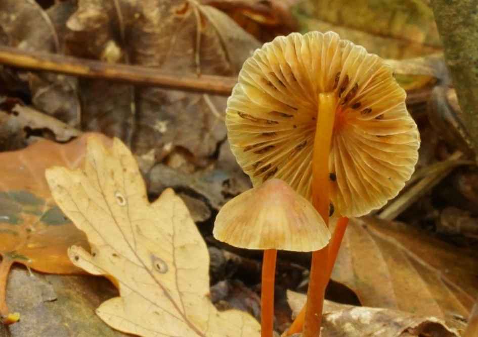 Omgevallen - Schimmels - 