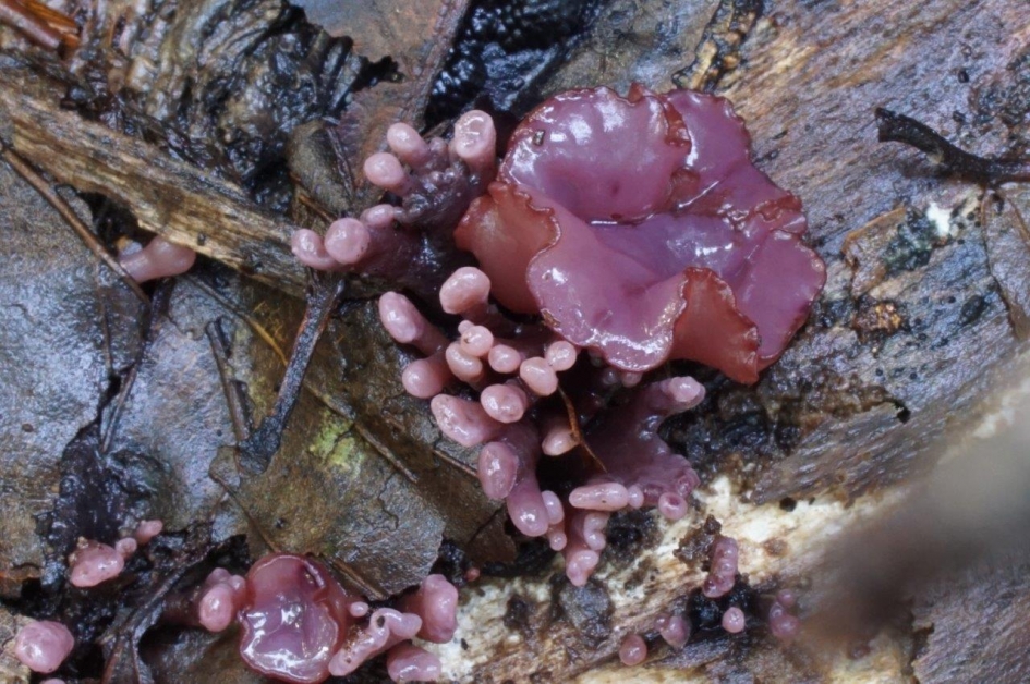 Paarse knoop zwam - Schimmels - Paarse knoop zwam