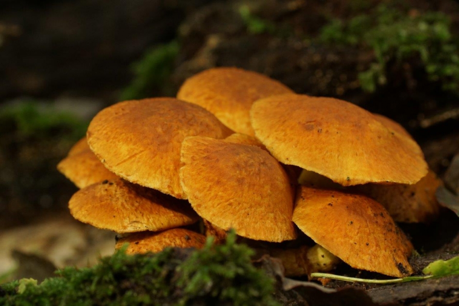 Onbekend maakt onbemint - Schimmels - ??