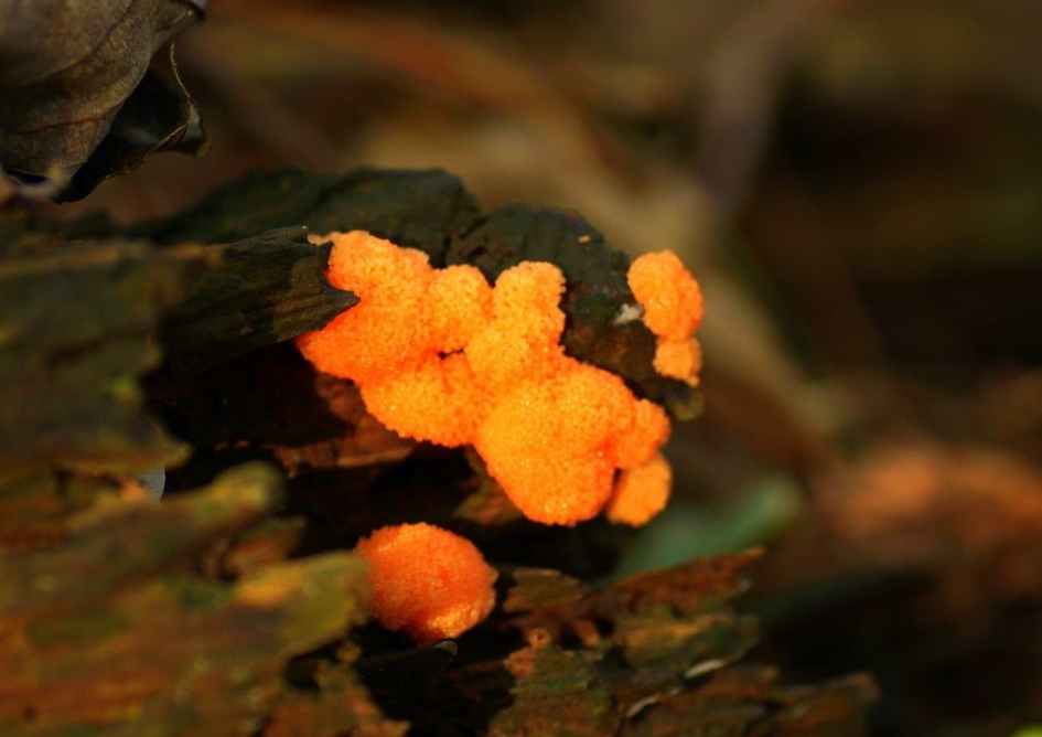 Onbekende - Schimmels - 