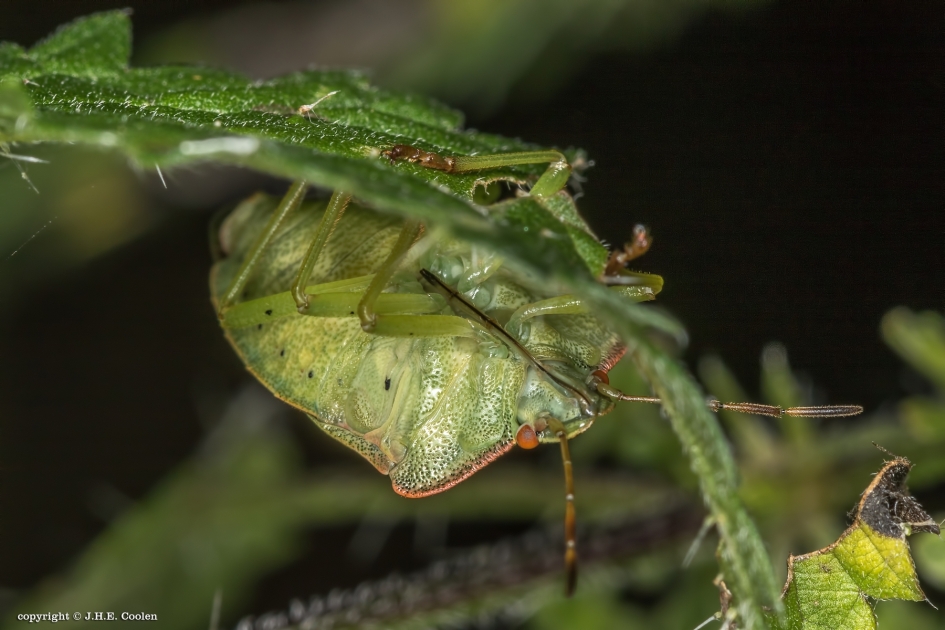 Ondersteboven... - Geleedpotigen - Groene stinkwants