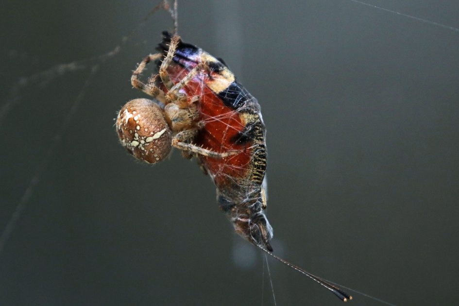 Onfortuinlijk einde van een dagpauwoog vlinder (1) - Geleedpotigen - 