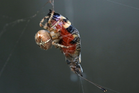 Onfortuinlijk einde van een dagpauwoog vlinder (1)