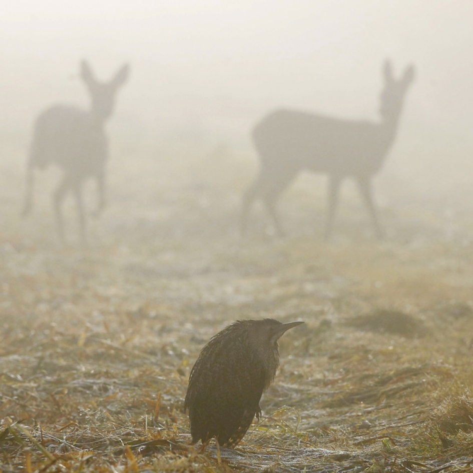 Ontmoeting - Vogels - Roerdomp
