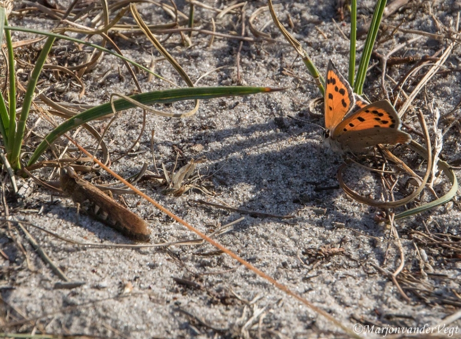 Ontmoeting - Geleedpotigen - vuurvlinder