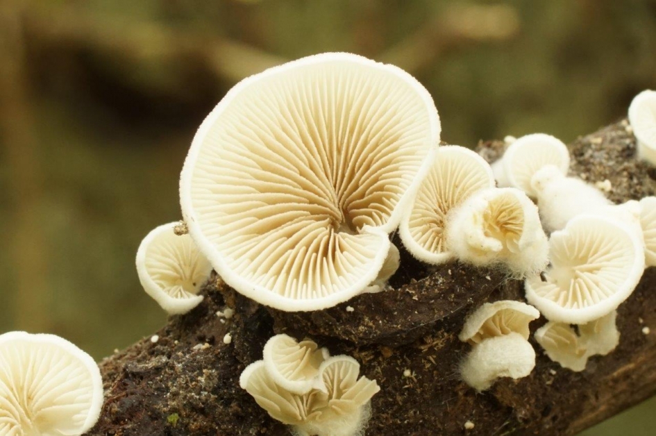 Oortzwam 1 - Schimmels - 