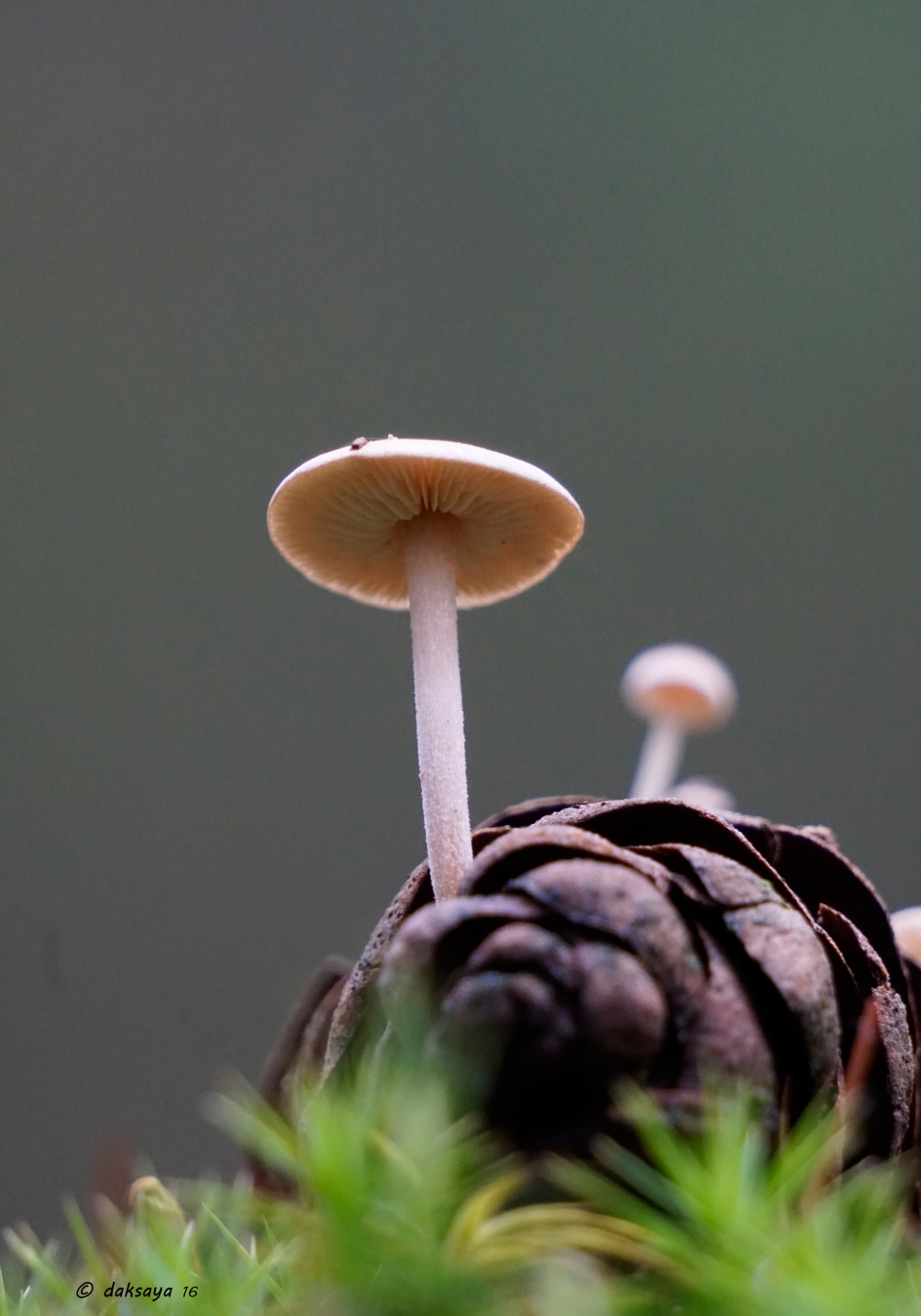 Op een dennenappel - Schimmels - 