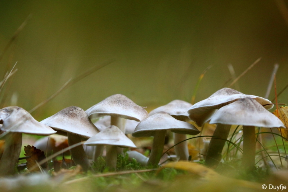 Op een rij - Schimmels - 