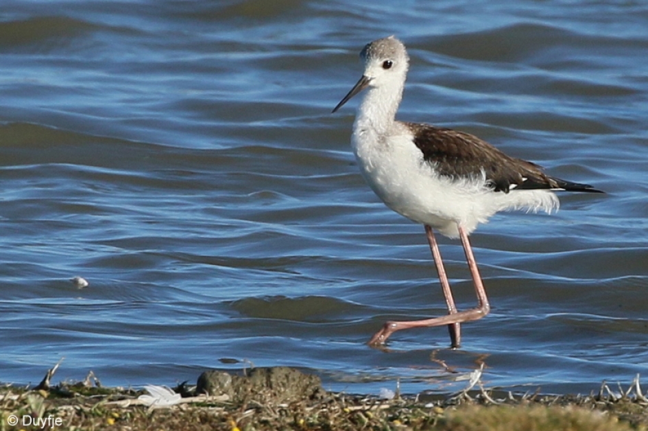 Op stelten - Vogels - Steltkluut