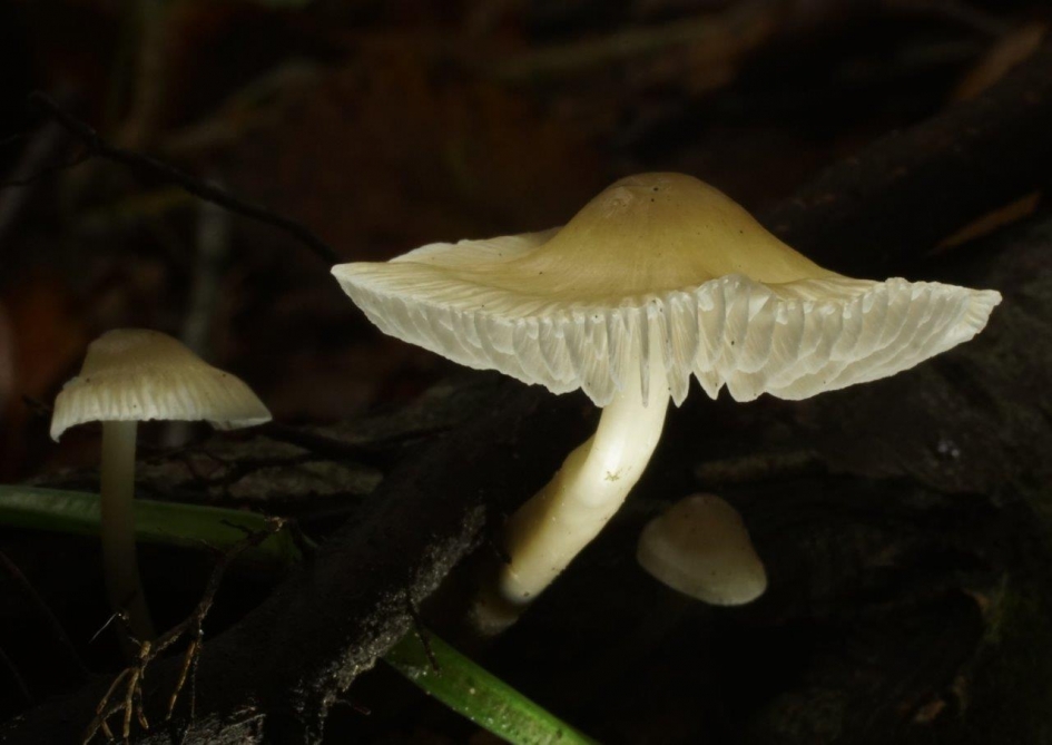 Opgelicht - Schimmels - Paddenstoel