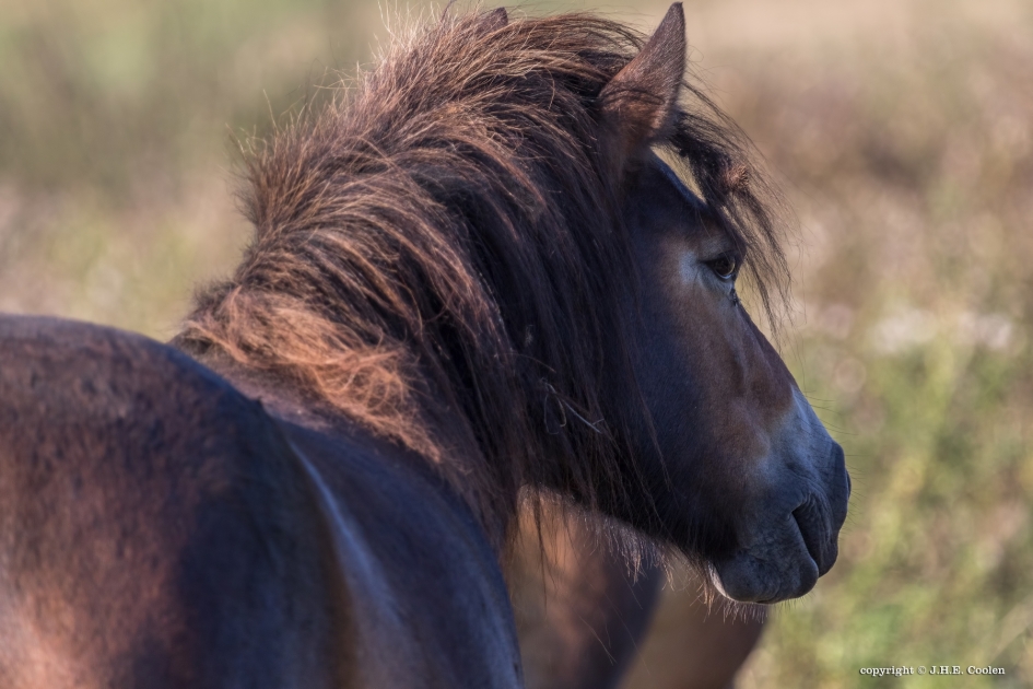 Oplettend - Zoogdieren - Exmoorpony