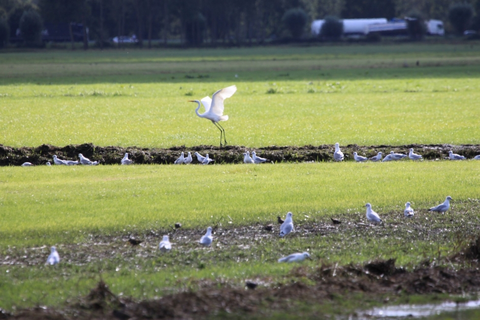 Opvliegende Zilverreiger - Vogels - 