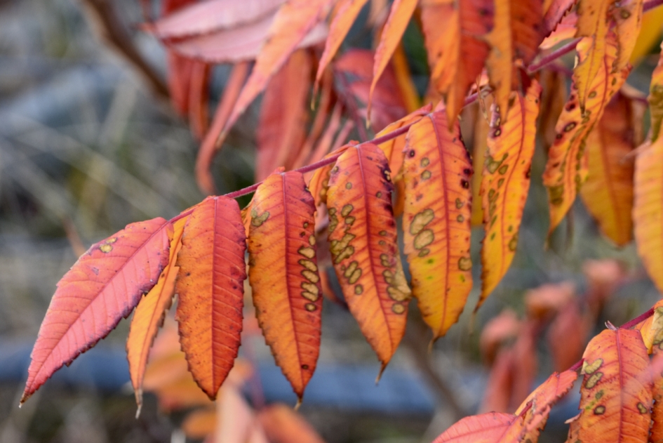 "Oranje boven" - Planten - 