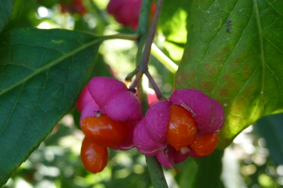 Oranje/rood - Planten - Kardinaalsmuts