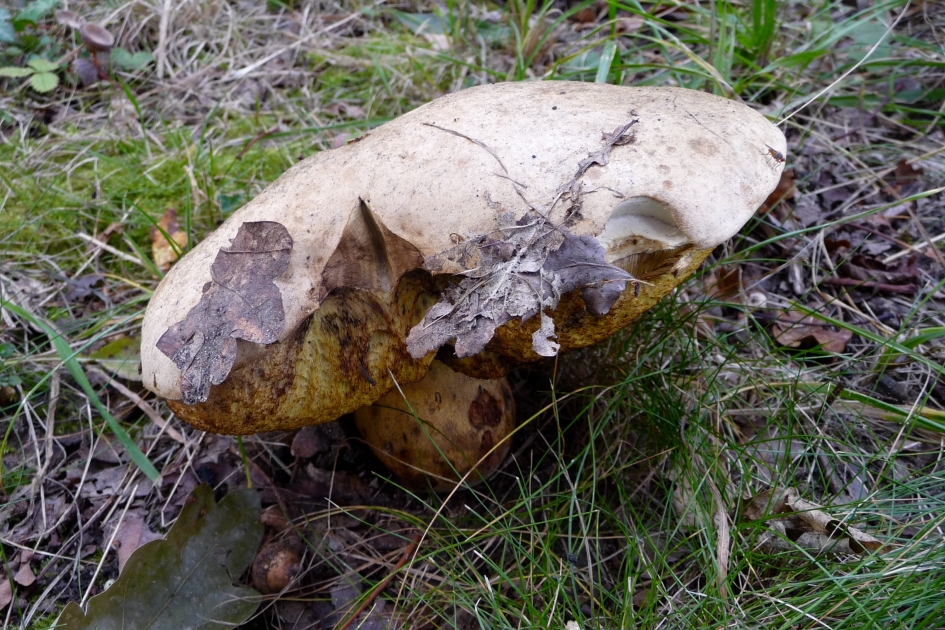 "Oud exemplaar?" - Schimmels - 