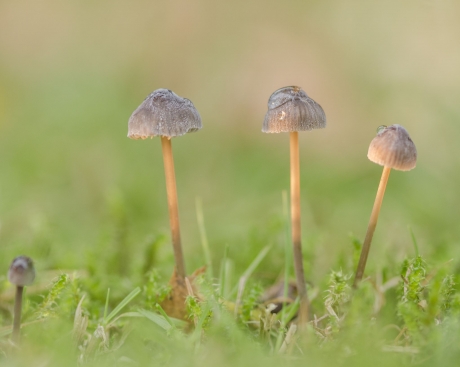 paddenstoelen in ochtenddauw bij zonsopgang