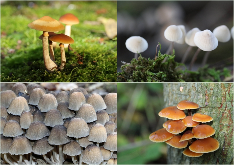 Paddestoelen Lingebos - Schimmels - 