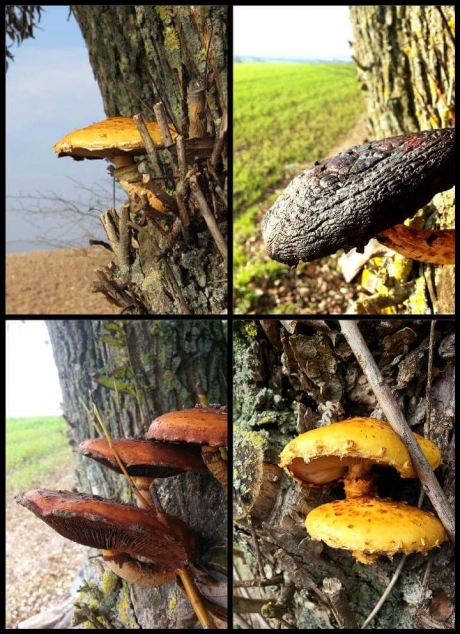 Paddestoelen op een boom