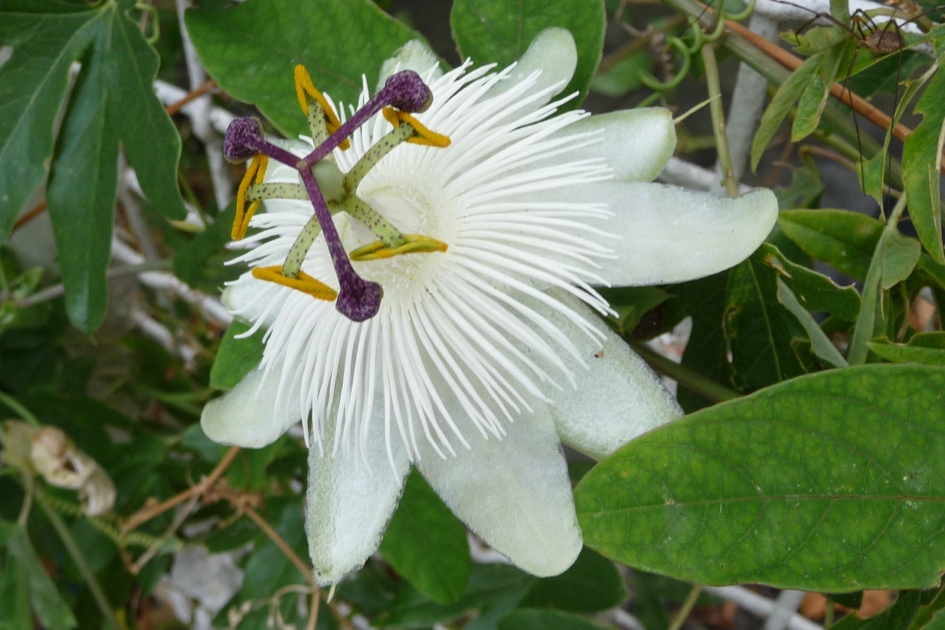 Passiebloem - Planten - 