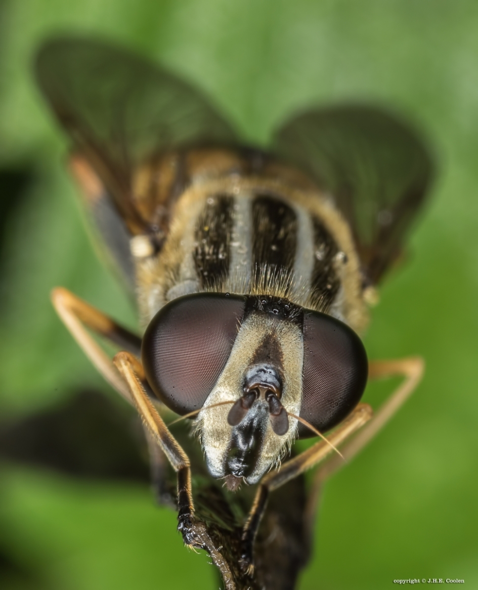 Pendelzweefvlieg - Geleedpotigen - Pendelzweefvlieg