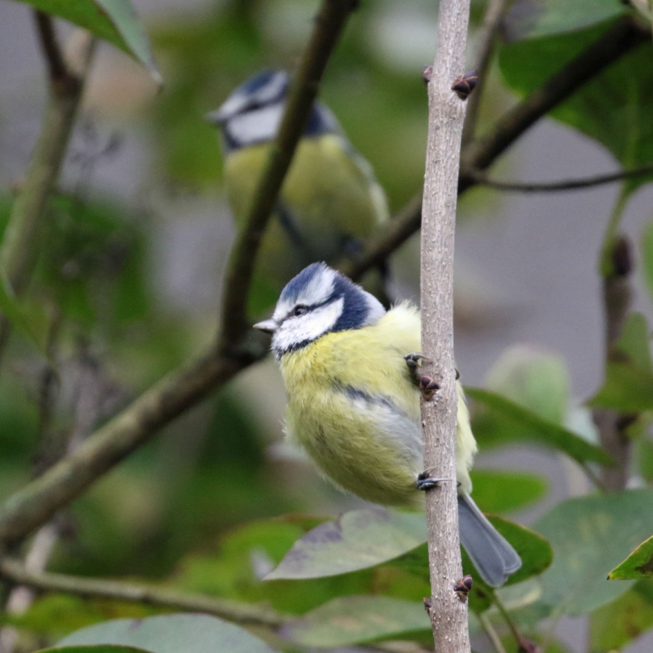 Pimpelmezen (1) - Vogels - 